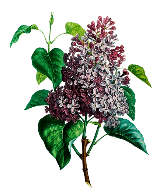 Beautiful Flowers (4).png