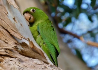 Bird Watching at the Garden