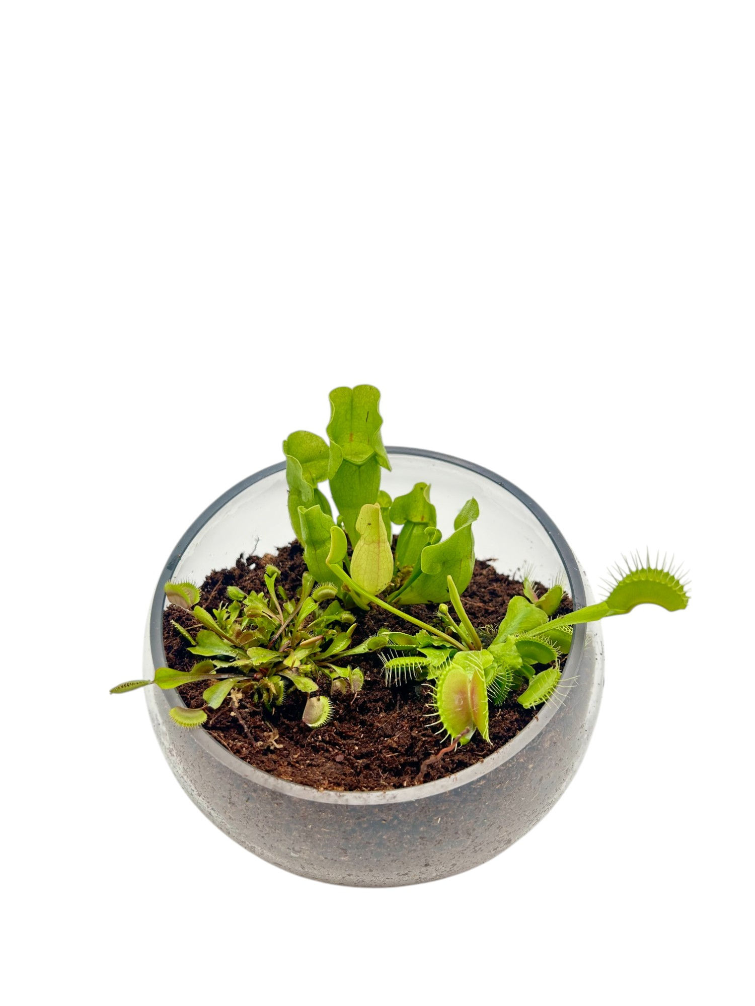 7" Carnivorous Glass Slope