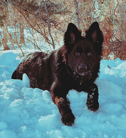 snowy black shepherd