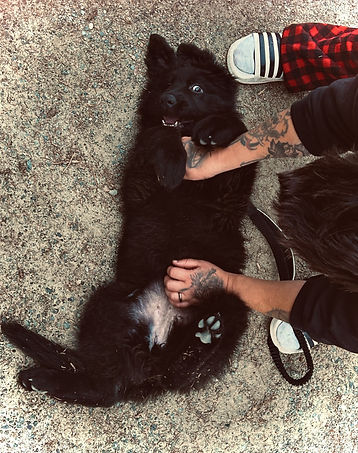 VGS black German Shepherd