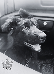VGS black German Shepherd