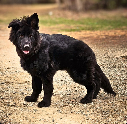 striking pose black shepherd