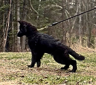 black shepherd stance