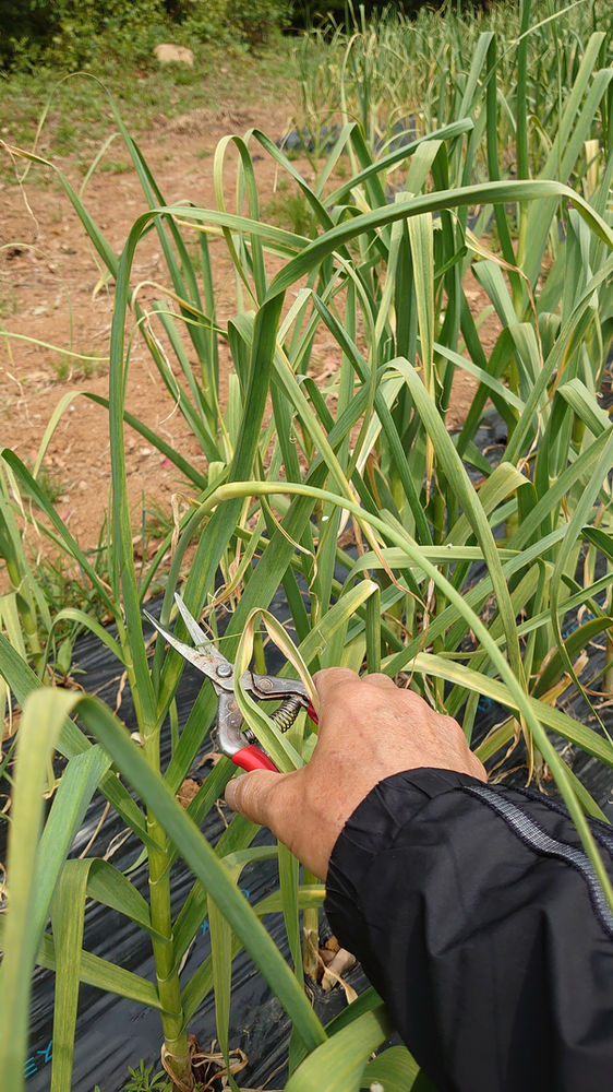 にんにくの芽収穫開始