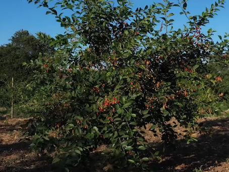 SVINNERE: LA RACCOLTA DELLE VISCIOLE