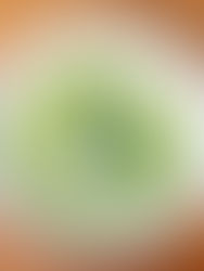 AVOCADO SOUP RAW COLD OR COOKED