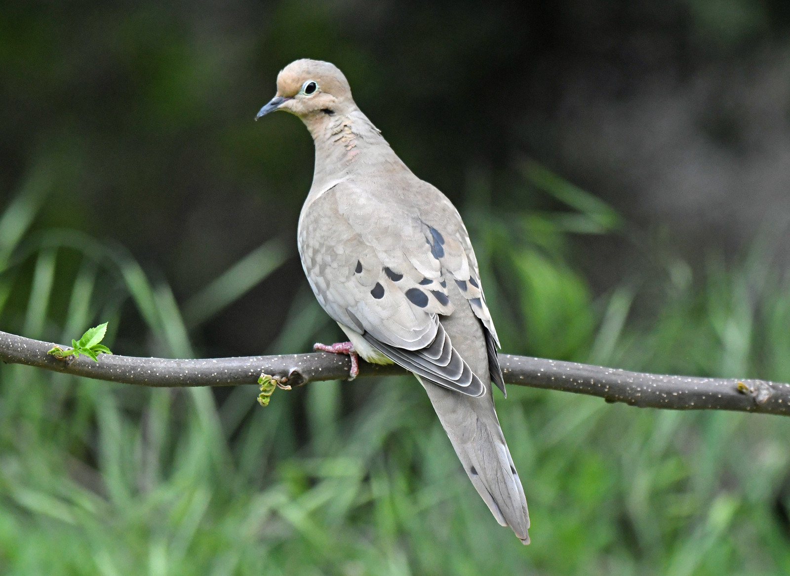 mysite Birds of San Jose, CA