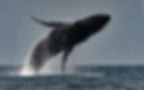 Humpback whale..