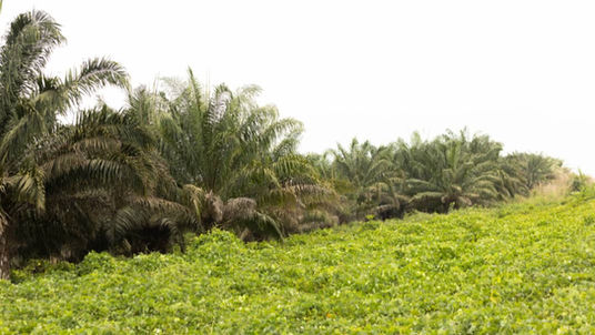 Carbon Offset Project Faces Scrutiny Over Land Rights, Consent and Alleged Intimidation