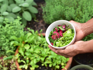3 Reasons to Grow Your Own Veg
