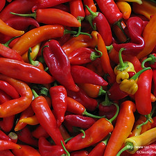 Red Chili Peppers