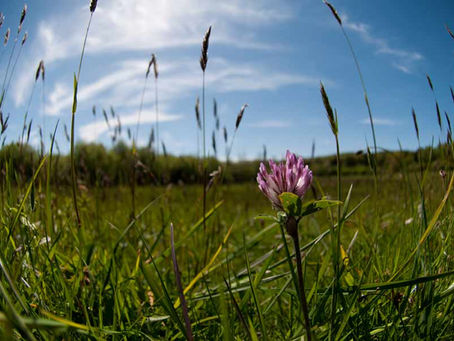In the Meadow