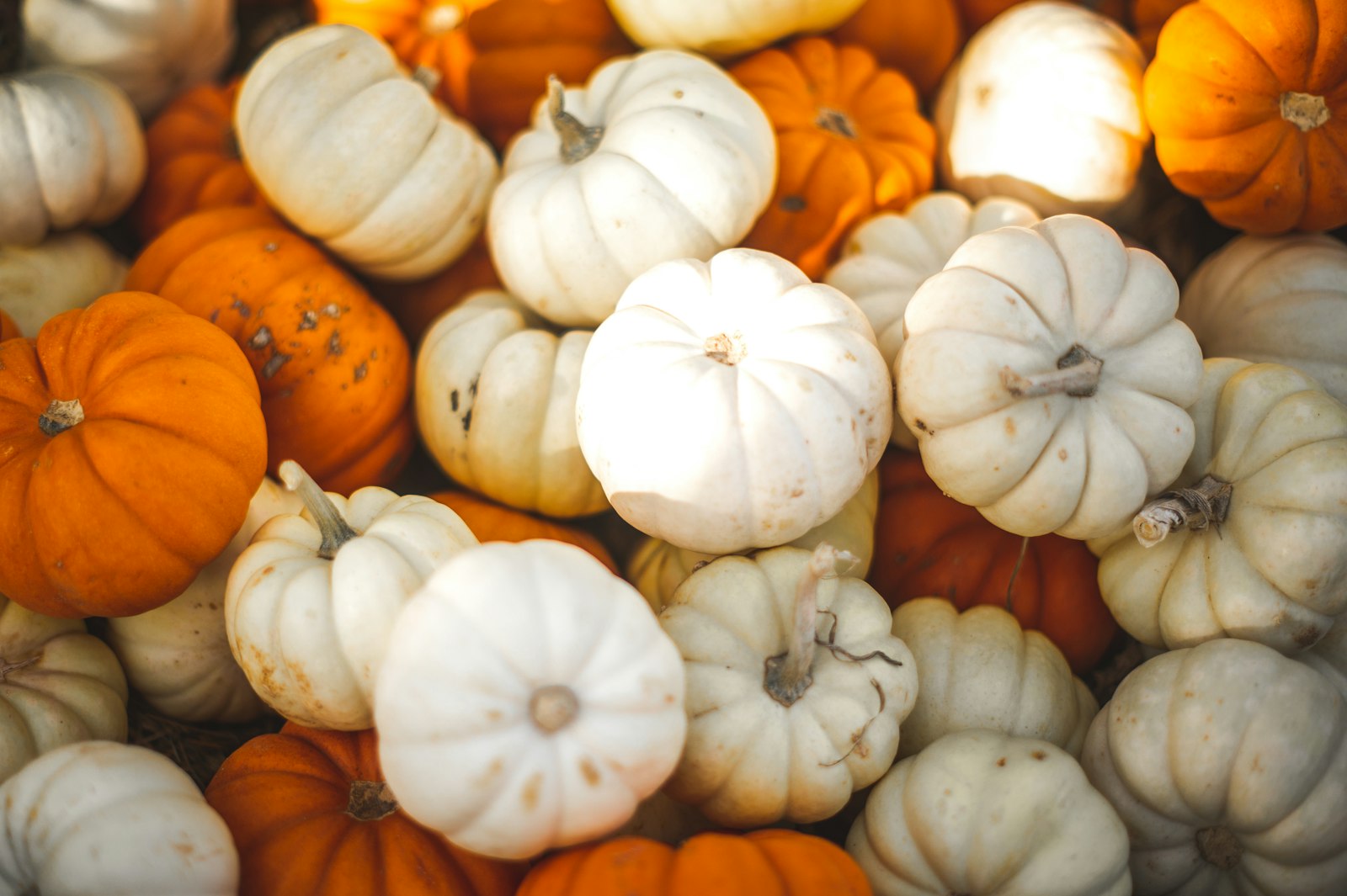 Facial de calabaza en Colorado Springs: ¿enzima o peeling? Cómo saber cuál necesita tu piel este otoño