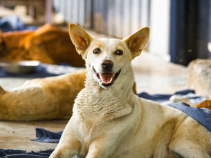 The Role of Animal Shelters in Providing Healthcare for Stray Dogs