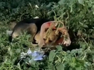 A Miraculous Rescue: Removing a Plastic Water Pot Stuck in a Dog's Head
