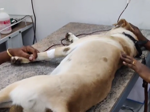 A Hero in Fur: Our Beloved Dog's Second Life-Saving Blood Donation