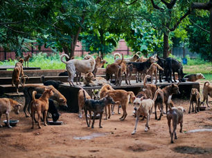 How to help animals and pets with the help of animals shelters