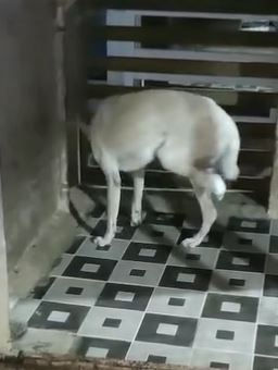 A Heart-Wrenching Rescue – Please Pray for This Brave Baby