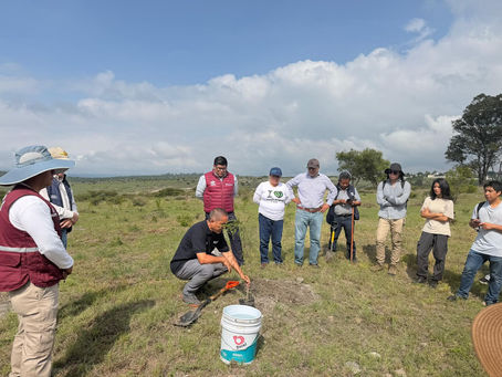 Avanza Gobierno de Pepe Chedraui en la reforestación con la plantación de más de 9 mil árboles