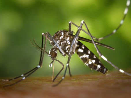 Sin personas hospitalizadas ni defunciones por dengue en últimas 24 horas: Salud