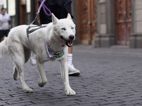¡Puebla corre con causa! "Lomitos Imparables" llena de alegría el Centro Histórico