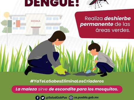 Sin defunciones ni contagios por dengue en las últimas 24 horas: Salud