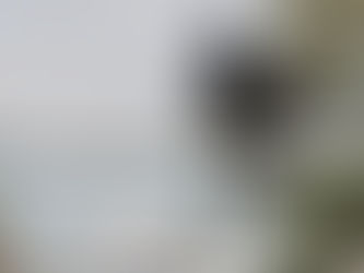 El misterioso visitante de Los Fuertes: un cuervo cautiva a poblanos y turistas