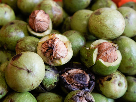 ¡Sabores y naturaleza te esperan! San Nicolás de los Ranchos alista las Ferias del Hongo y la Nuez de Castilla