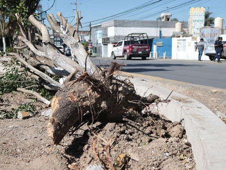 Captan tala clandestina en Zaragoza y desata enojo en redes