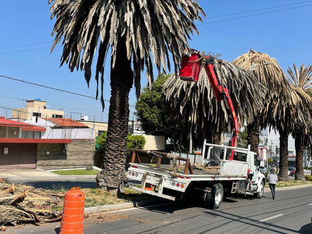Gobierno de la Ciudad realiza intervenciones en palmeras en la Colonia La Paz y Avenida Juárez