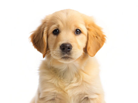 Essential Tips Every New Puppy Owner Must Know