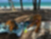 IMG_0482.jpeg