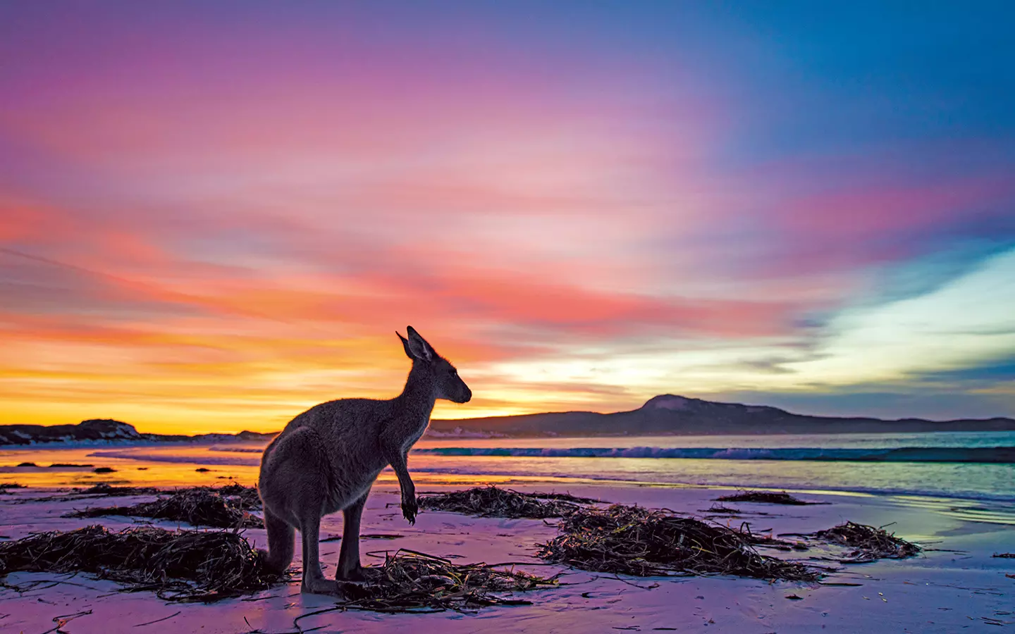 Airport Car Rentals at Australia’s Best Rates Simba Car Hire