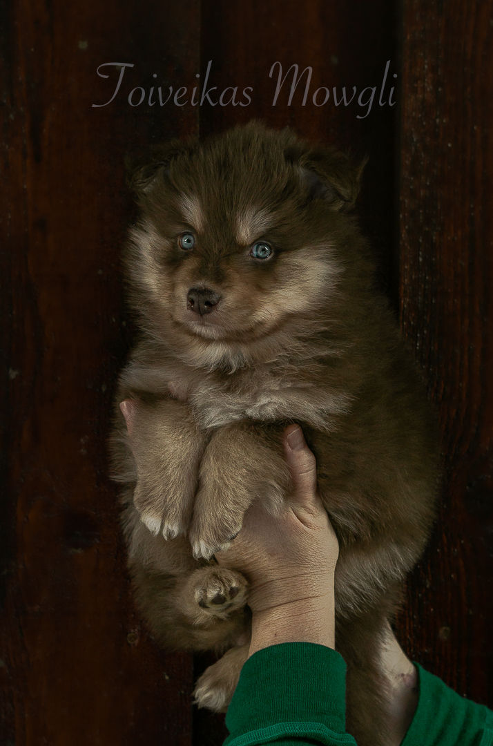 Mowgli