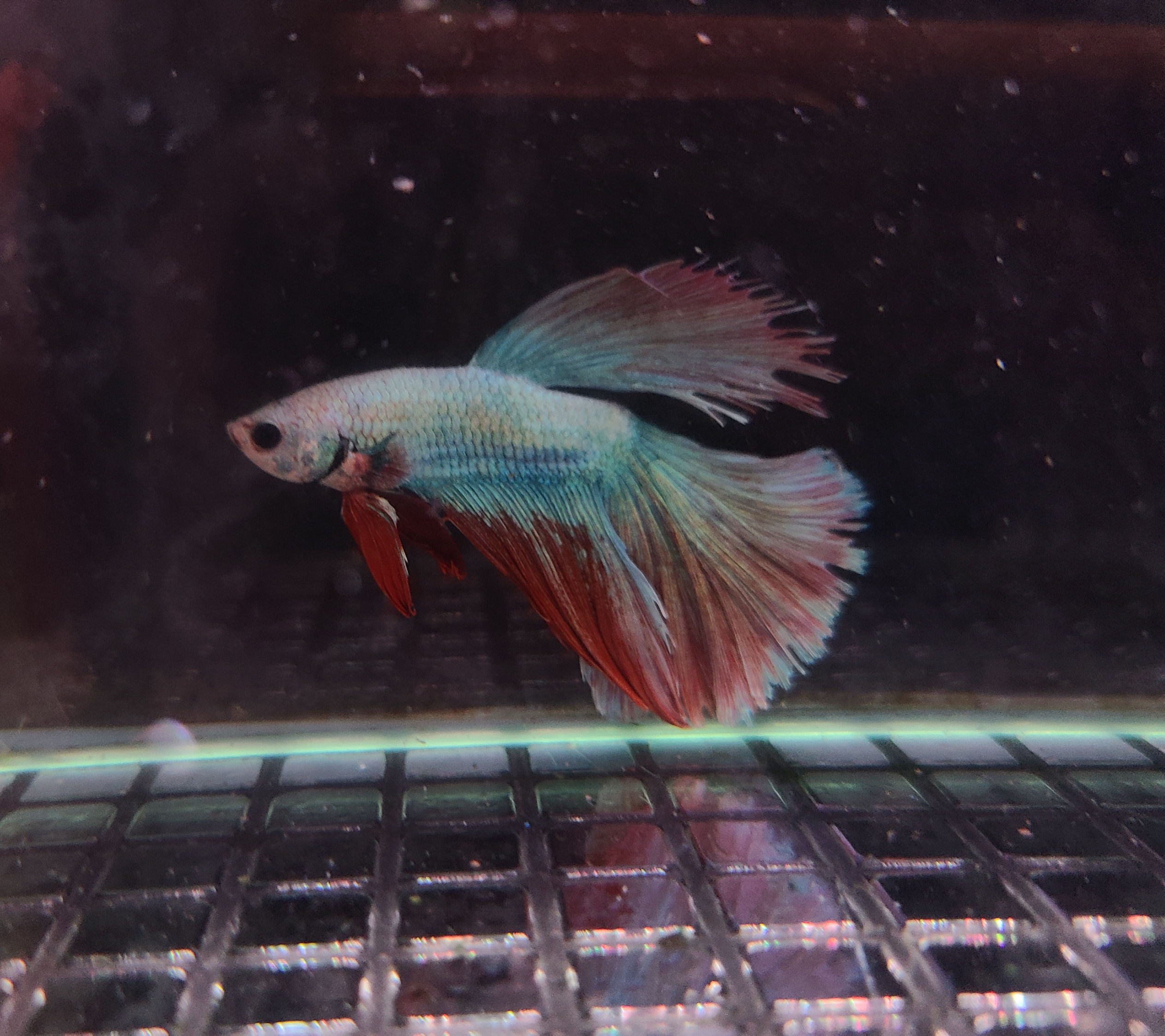 Red, White and Blue Halfmoon Betta - Male - JD003 (WYSIWYG)