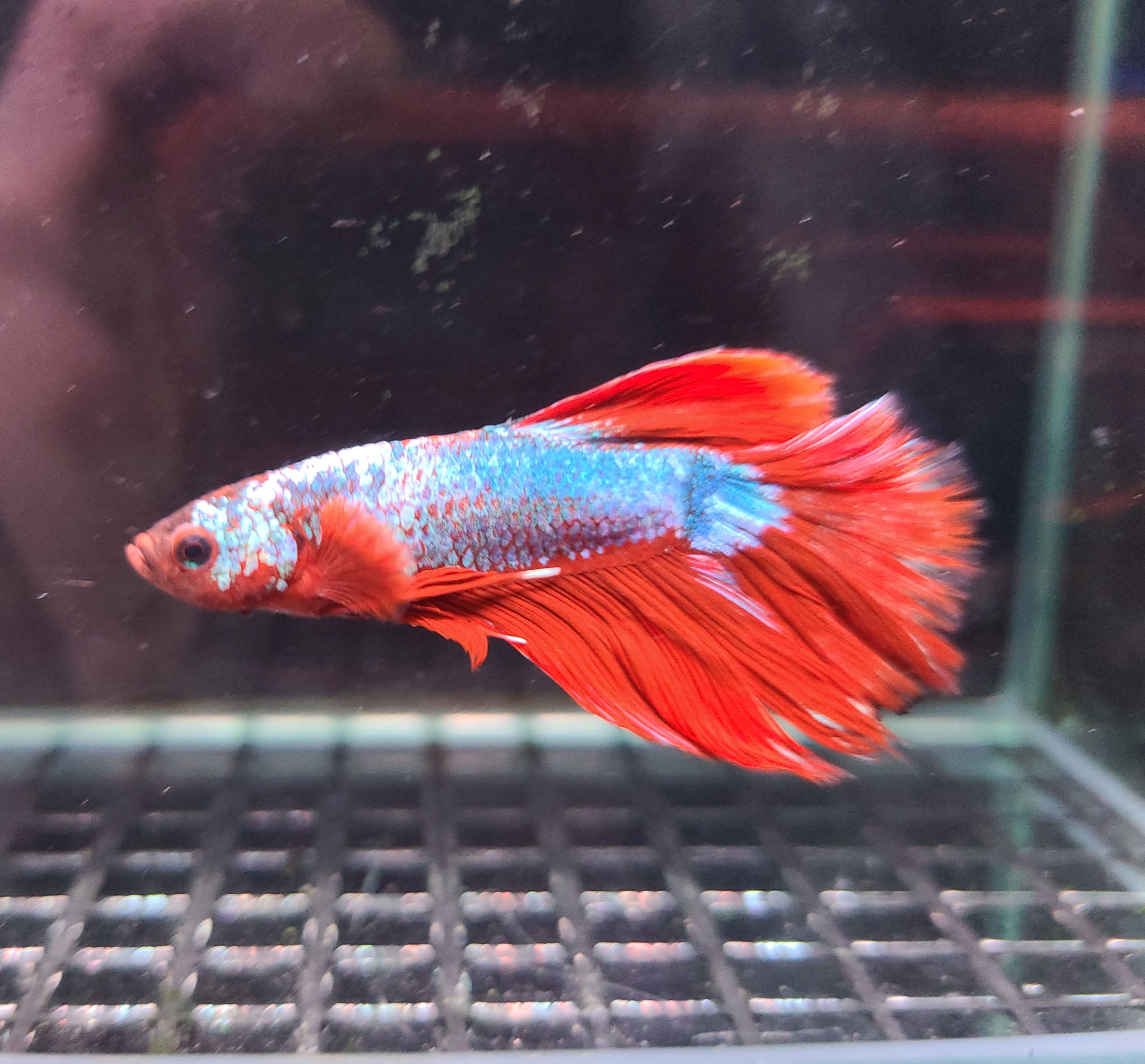 Red and Blue Halfmoon Betta - Male - JD002 (WYSIWYG)