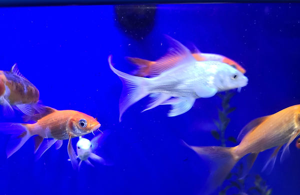 Koi.jpg