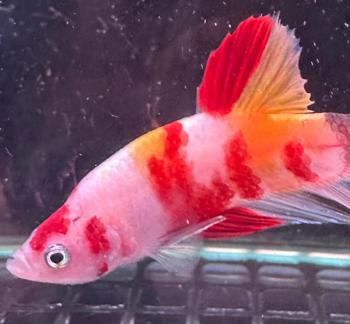 Koi Betta - Male - JD001 (WYSIWYG)