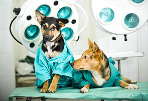 Dog in veterinary clinic.jpg