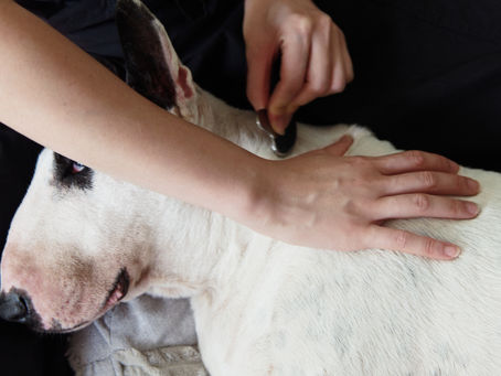 Ancient healing for modern canines: The role of traditional Chinese massage in canine wellness