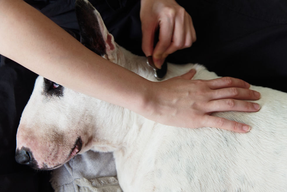 Ancient healing for modern canines: The role of traditional Chinese massage in canine wellness