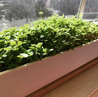 How to Grow Microgreens at Home