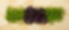 Microgreens_flaylay.jpg