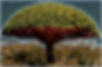 Tree.jpg