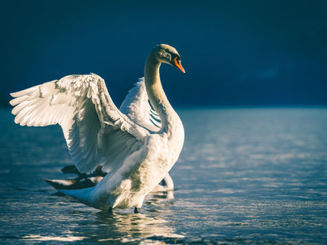 Totem do Cisne