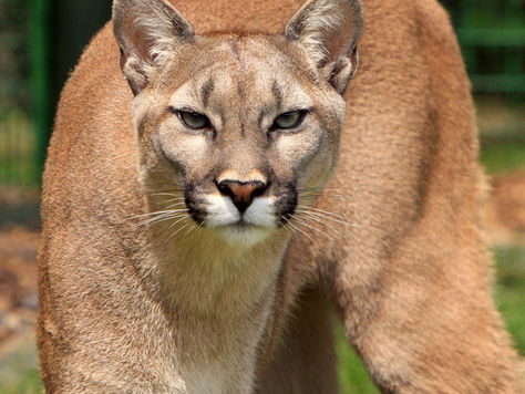Totem do Puma