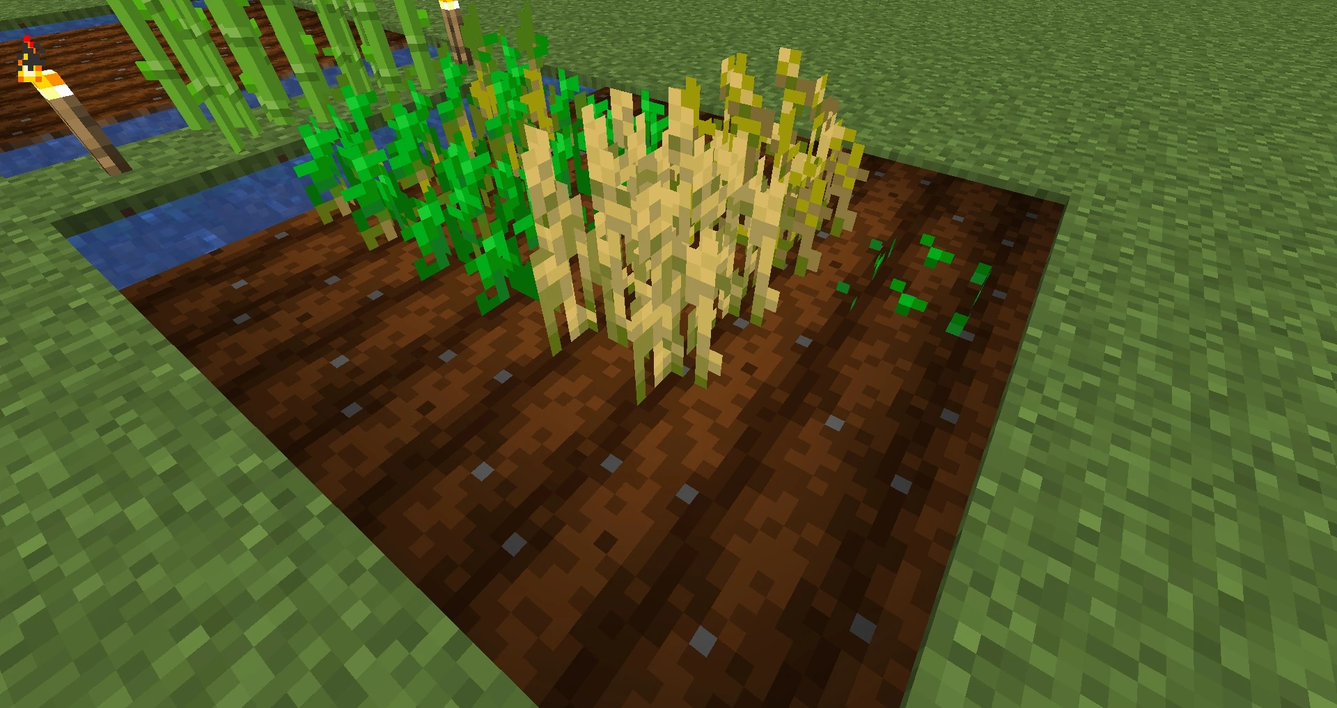 ReadyWheatCrop.webp