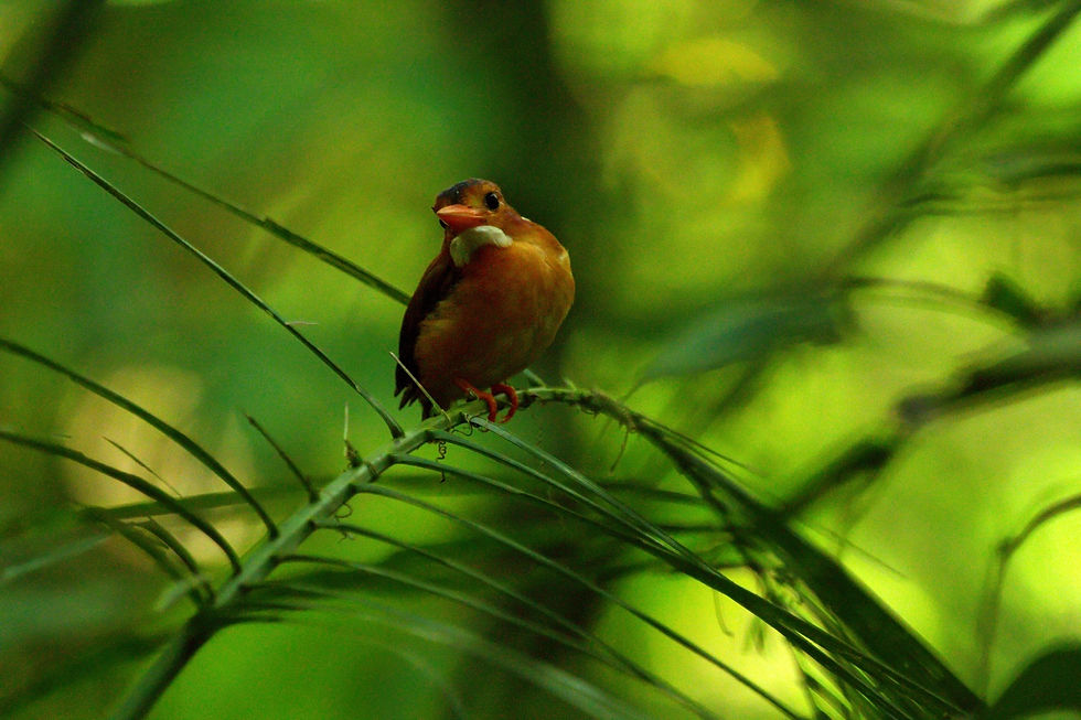 Ledňáček, Sulawesi dwarf kingfisher