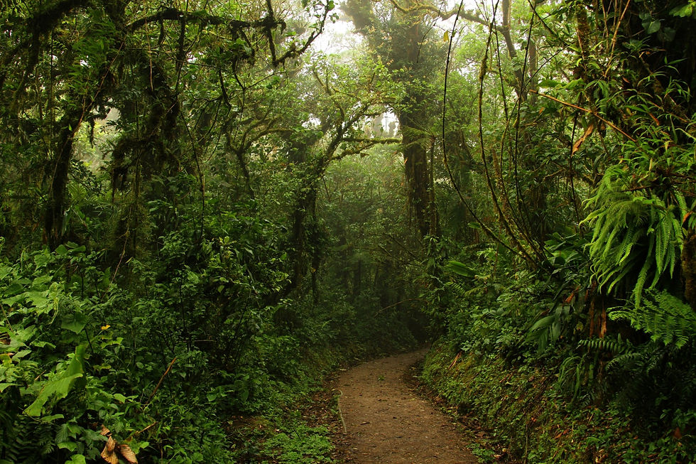 Forest path in Monte Verde